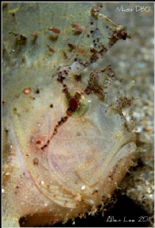 Leaf Scorpionfish.Nikon D80,60mm,f29,1/200,YS-120. by Allen Lee 